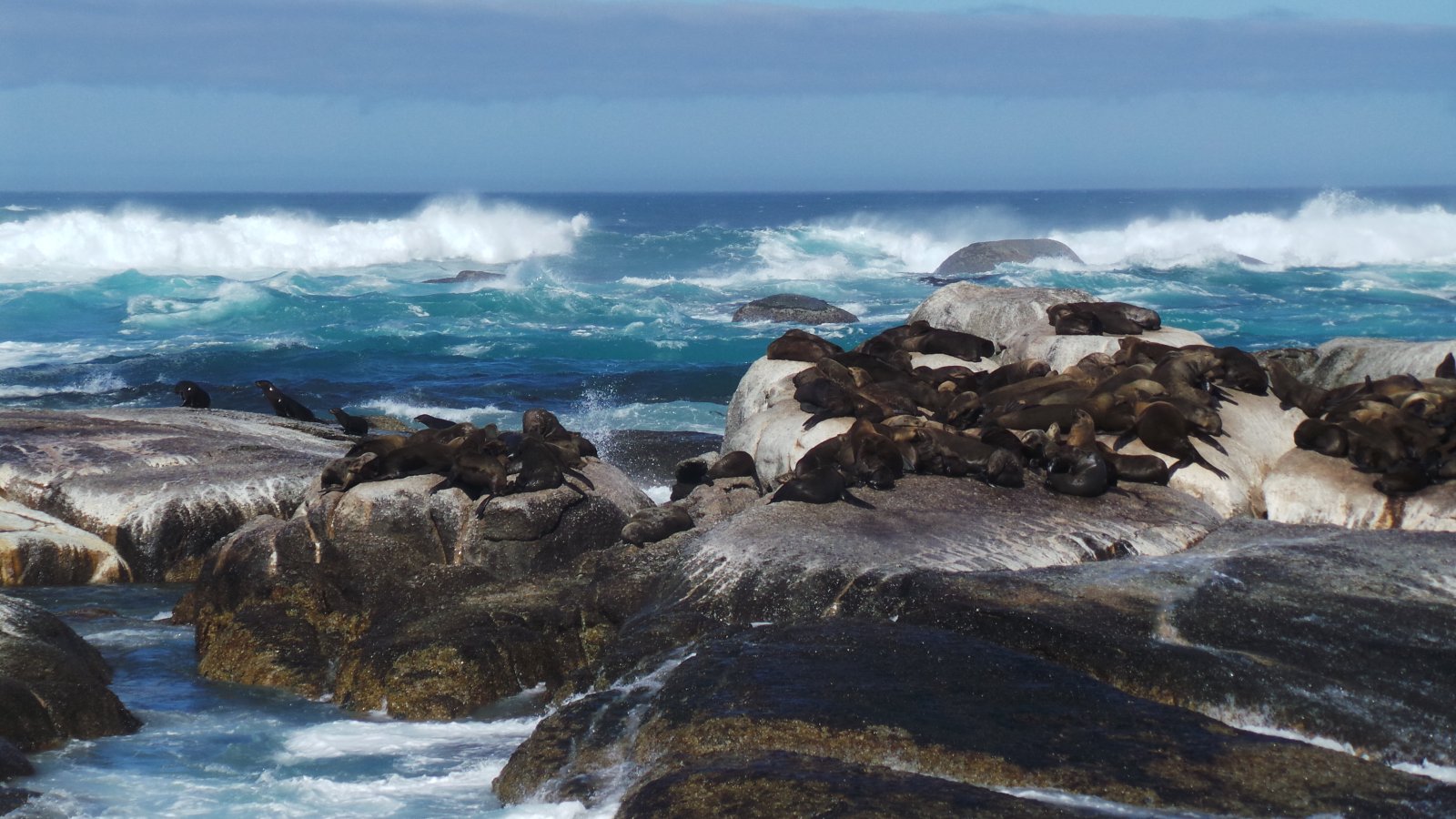 Seal Watching36